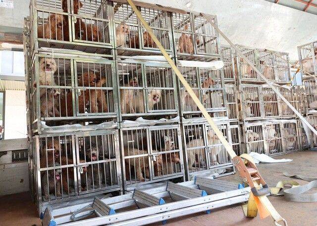 동물학대 정황이 발견된 경기도 화성의 번식장에서 발견된 개들이 구조되고 있다. / 김동연 경기도지사 페이스북 갈무리