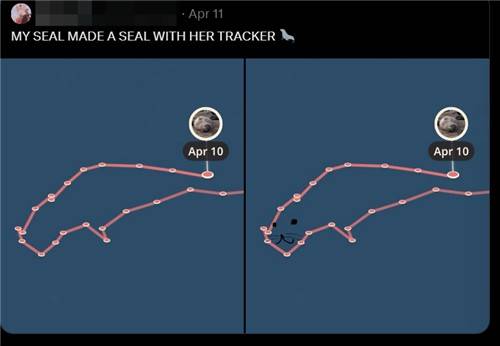 "내 바다사자가 바다 위에서 바다사자를 만들었어" [엑스 캡처. DB 및 재판매 금지]