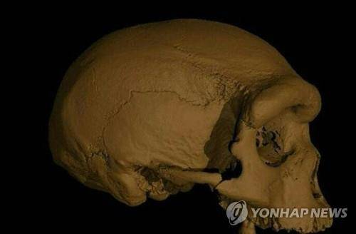 새로운 고대 인류 '호모 롱기'로 분류됐던 하얼빈 두개골 [AFP=연합뉴스 자료사진. 재판매 및 DB 금지]