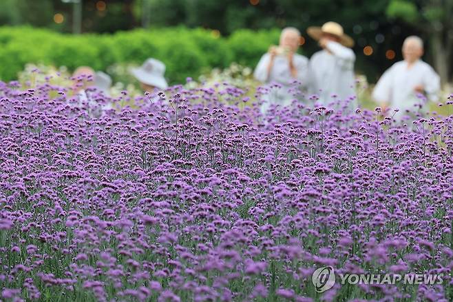 버들마편초 활짝 핀 제주 (제주=연합뉴스) 박지호 기자 = 19일 오전 제주시 구좌읍 송당리 카페 글렌코를 찾은 입장객이 버들마편초가 활짝 핀 정원을 산책하고 있다. 2025.6.19 jihopark@yna.co.kr