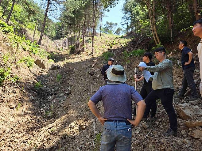 벌채지 현장 점검하는 춘천시 [춘천시 제공. 재판매 및 DB 금지]