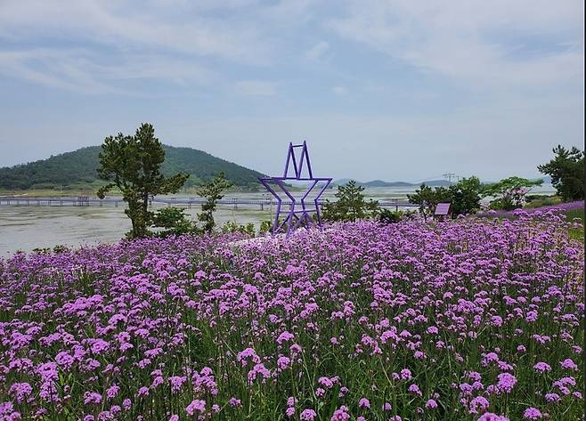 '보라색 성지' 퍼플섬에 핀 버들마편초꽃 [신안군 제공·재판매 및 DB 금지]