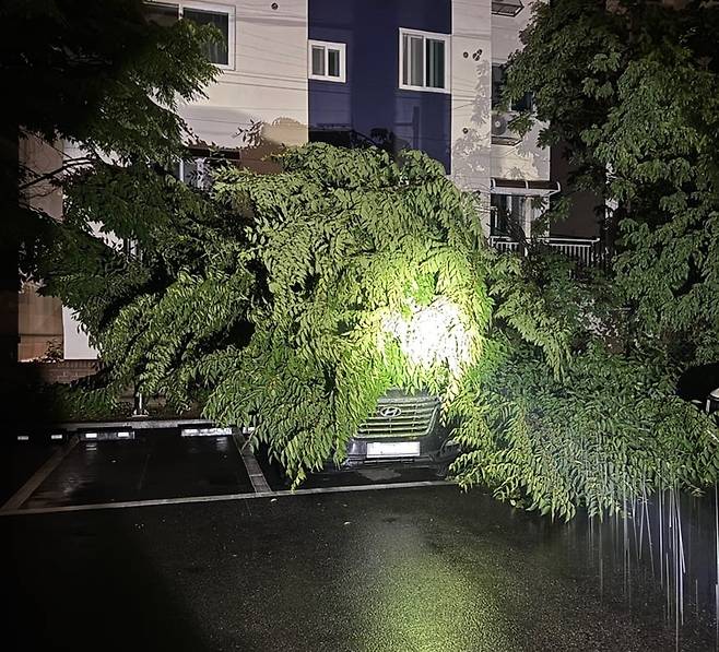 20일 오전 2시 35분쯤 인천시 남동구 간석동의 한 아파트단지에서 나무가 쓰러져 주차된 차를 덮쳤다. /인천소방본부