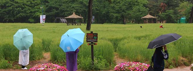 지난 5월 16일 인천 남동구 인천대공원 어울정원 청보리밭에서 우산을 쓴 시민들이 산책하고 있다. /연합뉴스