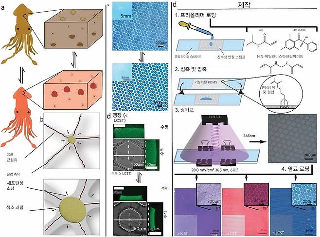 두족류의 색상 변화 메커니즘과 기계 광학적 능력을 모방한 엘라스토머(탄성이 있는 고분자 물질) 결합 마이크로겔 배열을 제조하는 과정. a) 색소를 함유한 색소포(크로마토포어)가 팽창하거나 수축하는 방식으로동적 색상과 패턴이 제어됨. b) 개별 색소포 기관은 근육 섬유와 신경 신호를 통해 조절. c) 환경에 반응해서 동적으로 확장하거나 수축하며 표면 채움 비율을 조절하는 미세 규모 하이드로겔 광학 현미경 사진. 삽입도는 배열의 거시적 관점을 보여줌. d) 열 자극에 따라 저임계용액온도(LCST)를 넘어 확장하거나 수축된 상태의 개별 마이크로겔의 광학 단면도. e) 배열 제조 과정 1. 원하는 프리폴리머 용액의 충전, 2. 원하는 배열 및 마이크로겔 기하학 구조를 생성하기 위한 마이크로 몰딩, 3. 탄성체 지지체로부터 마이크로겔 구조의 광중합, 4. 양이온성 색소가 충전됐을 때 인공 색소포 배열(왼쪽)과 색소포를 확대해서 본 모습(오른쪽)