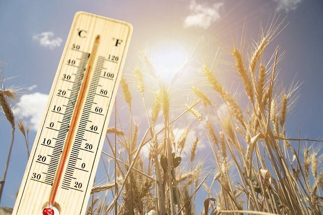 기후변화가 밀, 옥수수 같은 작물 생산량 감소로 이어질 수 있다는 연구 결과가 나왔다. 게티이미지코리아