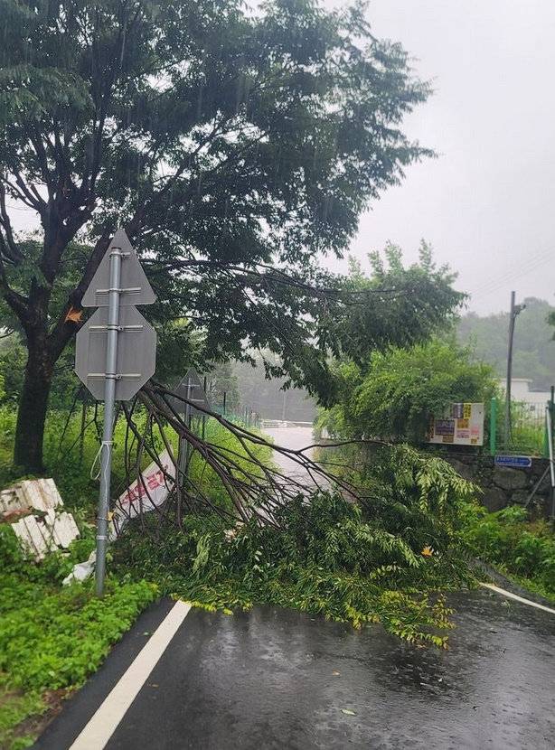 쓰러진 나무. 경기도북부소방재난본부 제공