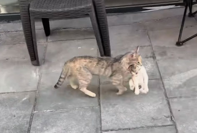 치료가 끝난 새끼 고양이를 물고 병원 옆 가까운 공터로 향하는 어미 길고양이 모습. (사진=숭굴루 동물병원 인스타그램 캡처)