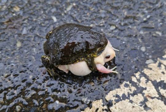 대전 찬샘마을서 발견된 알비노 맹꽁이. 문광연 이사 제공