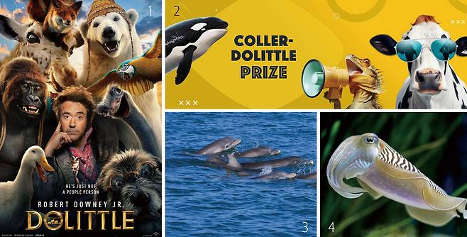 1 2020년 유니버설 픽처스가 제작한 ‘닥터 두리틀’ 포스터. 유니버설 픽처스 2 동물 복지 사업을 하는 영국 제러미 콜러 재단과 이스라엘 텔아비브대가 공동 주최하는 콜러 두리틀 대회 소개 자료. 콜러 두리틀 대회 3 미국 플로리다주 새러소타만에서 장기 거주 중인 큰돌고래. 새러소타 돌고래 연구 프로그램 4 갑오징어는 다리를 흔들어 상대와 대화하는 것으로 나타났다. 일종의 수화다. / 사진 미 몬테레이만 아쿠아리움
