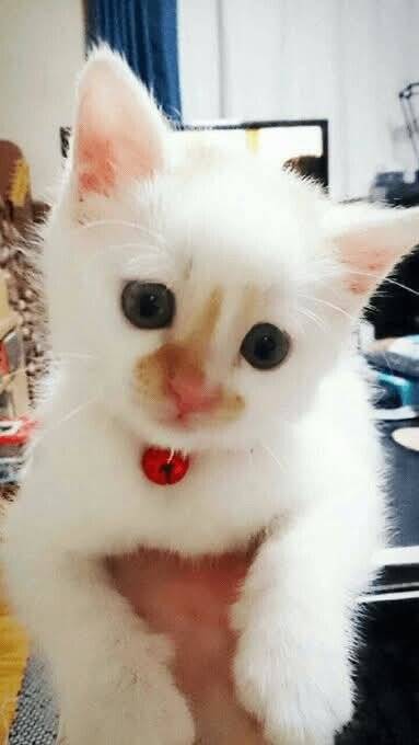 FB_IMG_1750386946208_20250620_133023_784.jpg 고양이 역변 레전드.jpg