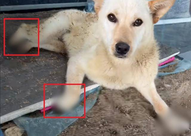 동물보호단체 '케어'가 20일 구조한 '네 발 잘린' 백구의 모습. 뒷다리 두 개와 오른쪽 앞다리의 발목(빨간 네모)은 상당히 많이 절단돼 있었으며, 왼쪽 앞다리 발목만 상대적으로 길게 남아 있다. 케어 유튜브 채널 영상 캡처