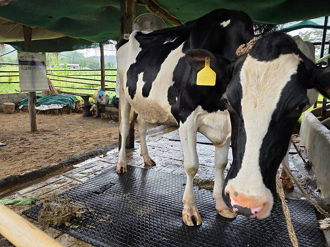 2022년 12월 한국에서 108마리의 젖소가 네팔로 보내졌다. 이들 가운데 약 80마리가 신둘리지구 카말라마이시(市)의 농가로 분영됐다. 농가에서 기르고 있는 젖소의 모습. 이광식 기자