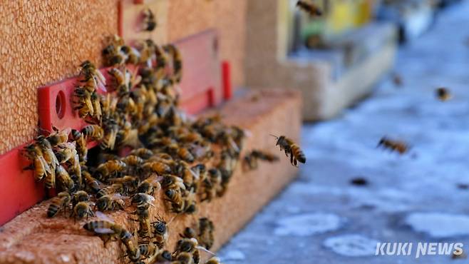 경기 의왕시의 한 양봉원에서 꿀벌들이 벌통 근처를 날고 있다. 김건주 기자