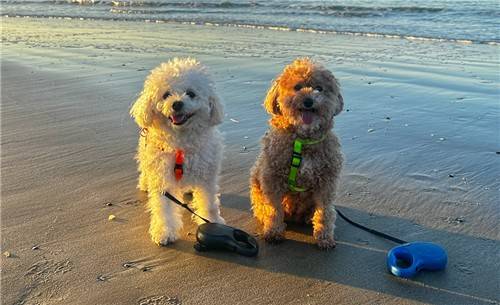 반려견 [촬영 정빛나]