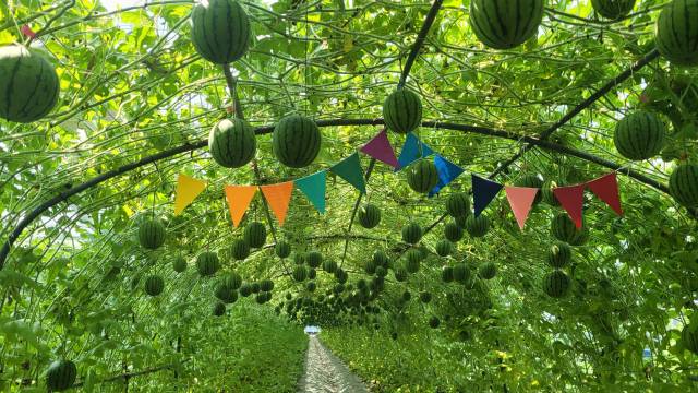 창원시 대산면 갈전리의 애플수박 체험농장.