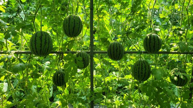 창원시 대산면 갈전리의 한애플수박 체험농장.