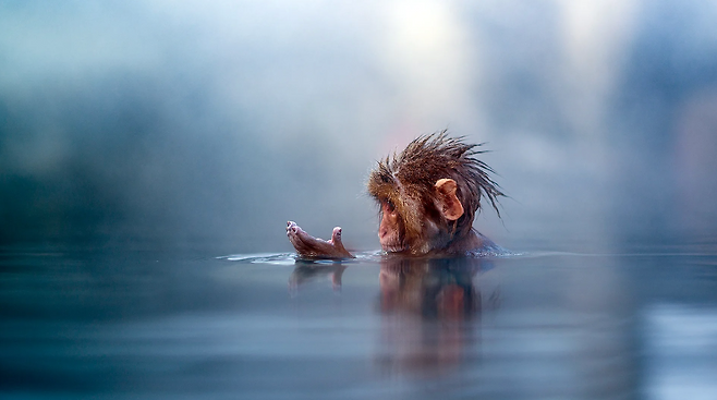 현재까지 인간을 제외한 영장류 중에서 일본 원숭이만 물 속에 손가락을 넣었을 때 주름이 생기는 현상을 보였다