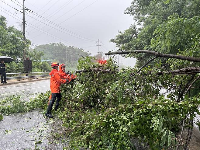 21일 전북 진안군 주천면 한 도로에서 강하고 많은 비로 인해 나무가 쓰러졌다. 전북소방본부 제공.
