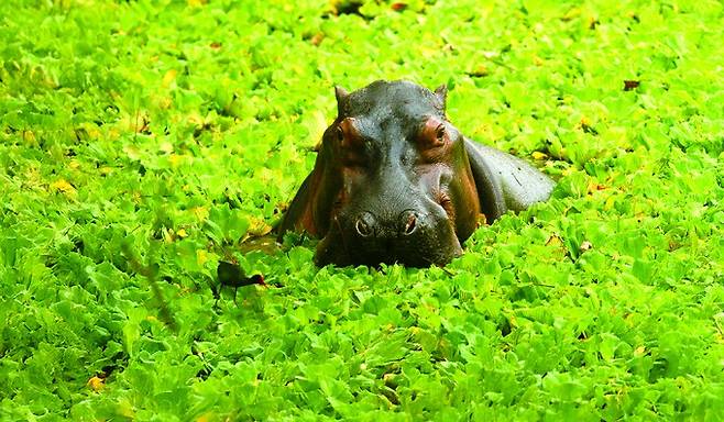 콜롬비아 마그달레나강에서 수영을 즐기고 있는 하마. 마그달레나강 생태계에 갑자기 등장한 외래종, 하마의 이야기는 절멸종을 생태계에 복원하기에 앞서 우리가 어떤 고민을 해야 할지 보여주는 단적인 예다. 위키미디어 제공