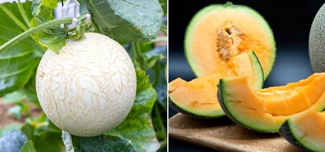 멜론은 그물무늬 유무에 따라 네트(Net) 계열과 무(無)네트 계열로 나뉜다. 네트 계열 멜론인 하니원 멜론과 노을 멜론. 춘천시, 함안몰 제공