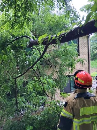 과천 나무 쓰러짐 (사진제공:경기도소방재난본부)