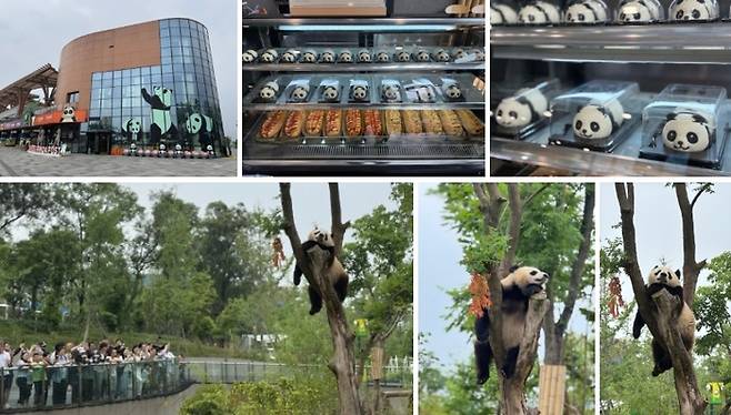 청두 자이언트 판다 번식연구기지 / 사진=홍지연 여행+ 기자