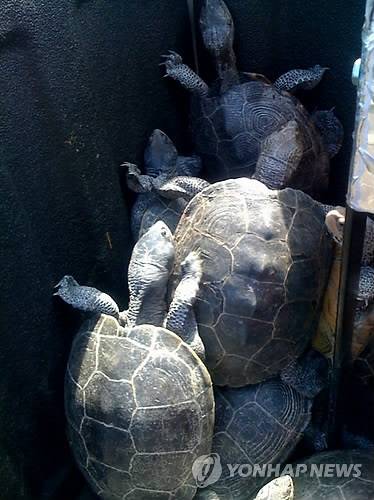 JFK공항 활주로에서 포획된 거북. AP=연합뉴스