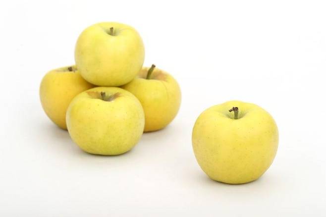 사과 '골든볼' 품종 [농촌진흥청 제공. 재판매 및 DB 금지]