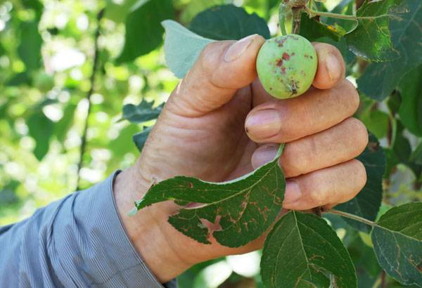 지난달 내린 우박에 맞아 손상된 밀양의 한 사과 농가의 사과 열매와 잎. 연합뉴스