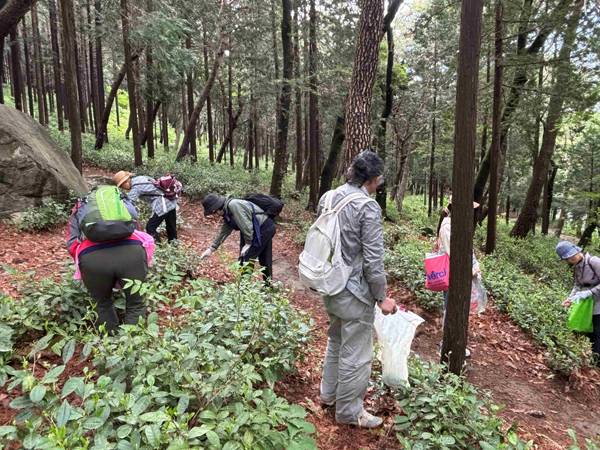 창원시 진해구 방화수 녹차밭에서 시민들이 찻잎을 채취하는 모습. / 진해구