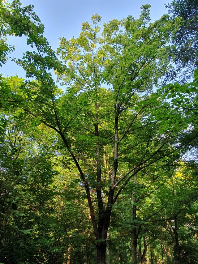 숲속의 피나무에 미색의 꽃이 만발하자 벌들의 꿀 채집 활동이 왕성하다. 피나무는 전국에 걸쳐 자라지는 밀원식물이다. 한때 무문별한 벌채로 오래된 나무는 보기 힘든 실정이다.