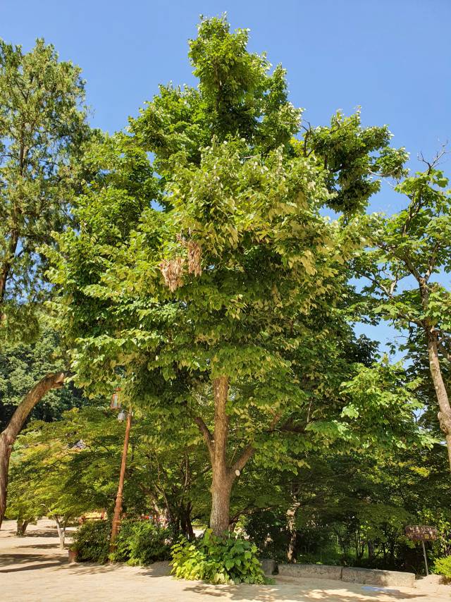 경북 김천시 직지사 뜰에 있는 보리자나무. 중국에서 들여온 피나무의 한 종류이며 절에서는 보리수라고 부른다.