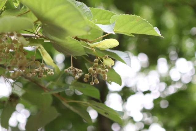 보리자나무 잎은 하트 모양이고 열매는 긴 프로펠러 날개(포·苞)에 몇 개씩 매달려 있다. 열매가 익으면 바람을 타고 멀리 날아 이동할 수 있다.
