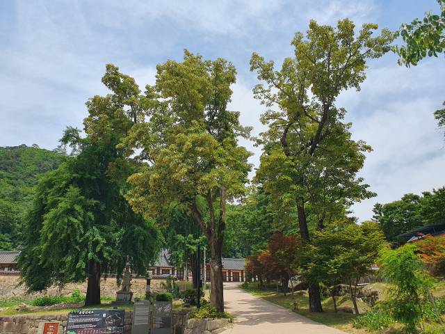 경북 문경시 산북면 대승사 입구의 보호수 찰피나무. 두 그루의 수령은 400년 넘었고 줄기의 둘레가 2.4m나 되는 거목이다. 불교 신자들은 보리수라고 부른다.