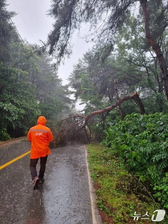 21일 오전 전북 부안군 부안읍의 한 도로 위로 집중호우로 인해 나무가 쓰러져 있다.(전북소방본부 제공. 재판매 및 DB금지) 205.6.21/뉴스1