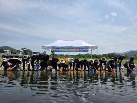 단양군이 최근 부화에 성공한 쏘가리치어 2만 마리를 영춘면 북벽 일원에 방류하고 있다. 사진=단양군 제공