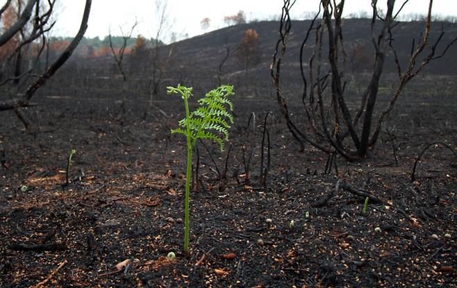 양치식물은 산불이 지나가고 난 자리에 서둘러 초록의 생기를 불어넣는다. 땅속 깊이 뿌리를 내리기 때문에 불길이 닿지 않은 뿌리줄기에서 다시 싹을 낼 수 있고, 몸집을 빠르게 키워 포자를 퍼뜨리는 방식으로 군락을 이뤄 망가진 땅이 더 다양한 생명을 품을 수 있도록 이끈다. 아네카트린 푸르키스 제공