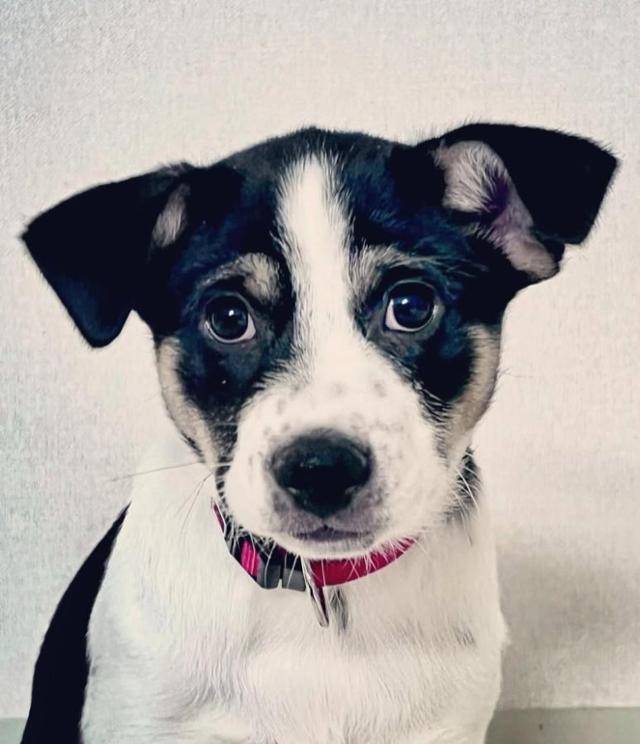 2022년 12월 입양 당시 루돌이의 모습. 정이현 작가 제공