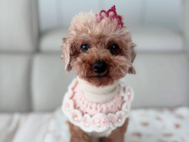 보호자가 세상을 떠난 뒤 남겨진 애순이. 사람을 좋아하고 애교가 많다. 네스트 제공