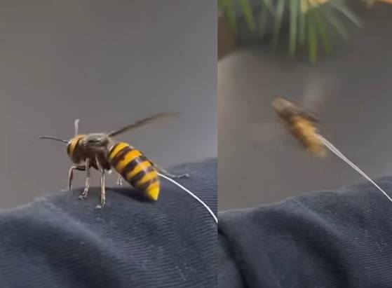 19일 기준 조회수 약 835만4000회를 기록한 이지섭(15)군의 반려 좀말벌 '김좀말벌씨'의 지난 1월 비행 영상. 인스타그램 캡처