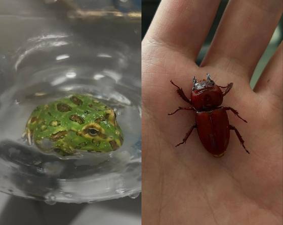 이지섭(15)군이 키우는 개구리 '김팩꽁'(왼쪽)과 이군이 우화시킨 홍다리 사슴벌레(오른쪽). 사진 독자