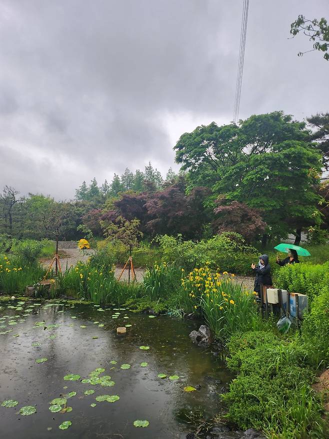 우중에도 관광객이 지베르니를 닮았다고 감탄한 전남 고흥의 금세기정원.