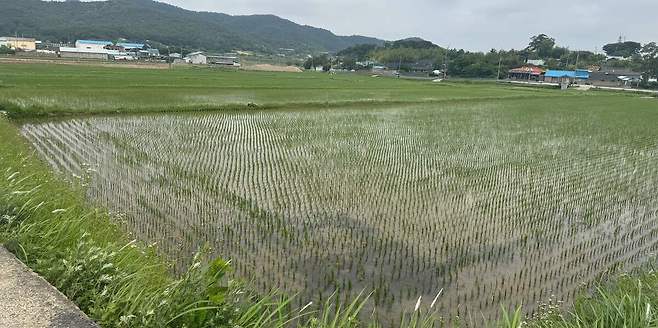 벼 농작물재해보험-영광군 벼 재배필지. 전남도 제공