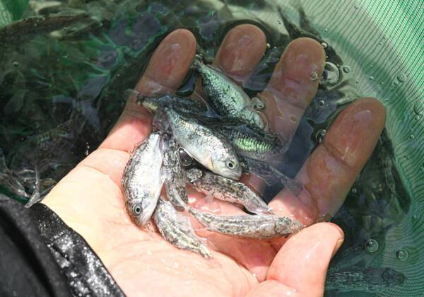 조피볼락 치어는 수산생물 표준방류지침에 따라 따라 방류됐다. 낚시 대상 어종으로 인기를 끄는 조피볼락은 최근 자원이 급감하면서 어민과 낚시인 사이 갈등의 불씨가 되기도 했다. 조주현기자