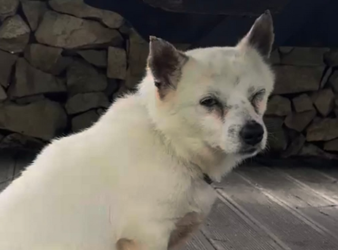 [비글구조네트워크 인스타그램]