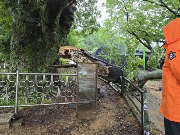 경기도 고양시에서 폭우에 쓰러진 수령 500년 고목 가지. 연합뉴스