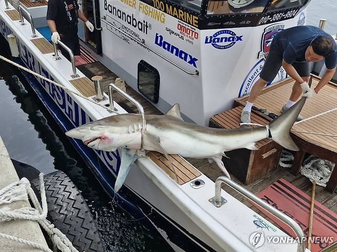 제주 연안에서 포획된 무태상어 [제주지방해양경찰청 제공.재판매 및 DB 금지]