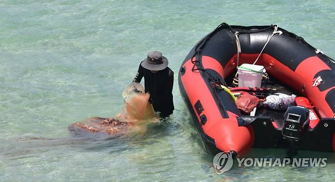 '해수욕장 해파리 조심' (제주=연합뉴스) 2018년 7월 4일 오후 제주시 조천읍 함덕서우봉 해변에서 해수욕장 관리요원들이 독성 해파리를 수거하고 있다. [연합뉴스 자료사진]