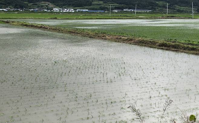 올 여름 폭염과 폭우가 반복되는 '극단 기후'가 찾아올 것으로 예상됨에 따라 농작물과 농업시설물의 피해를 최소화할 수 있도록 철저한 사전 대비가 요구된다. 사진은 집중호우로 침수 피해를 입은 벼 재배지. /전남농업기술원 제공